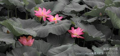 已開獎【蓋樂世影像周賽第298期】—— 夏日好時光