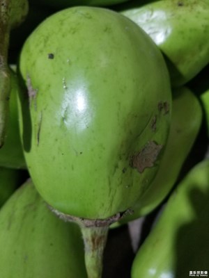 【夏日好時光】+茄子