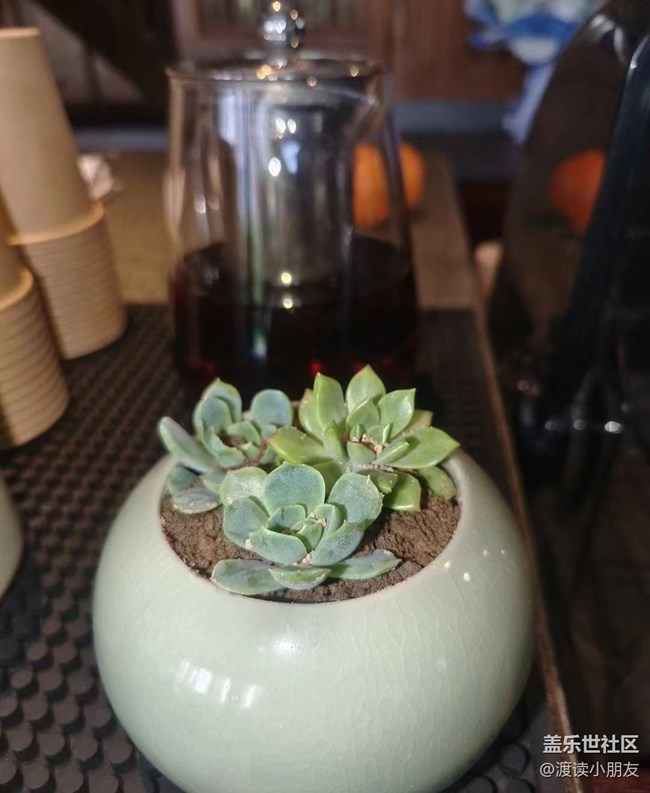 【我拍了拍夏天】小盆花