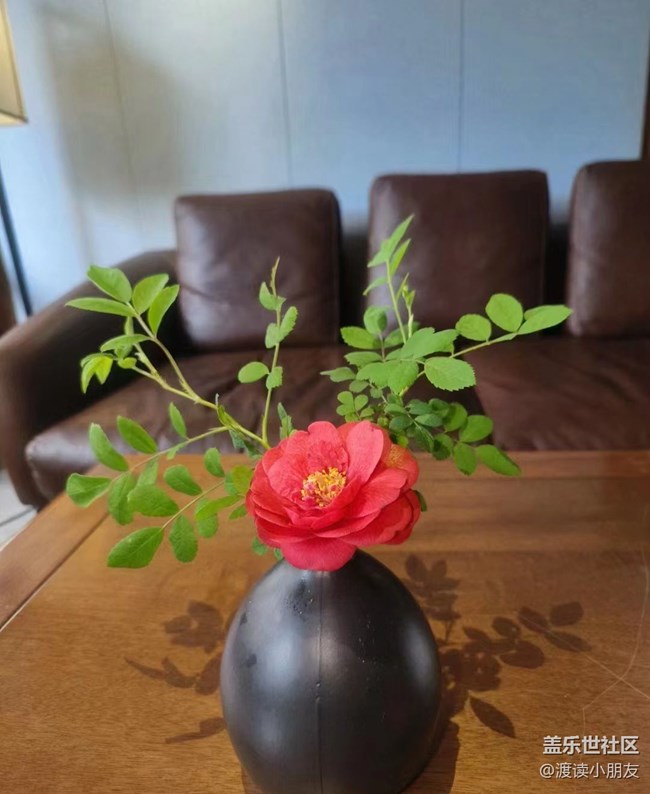 【我拍了拍夏天】小盆花