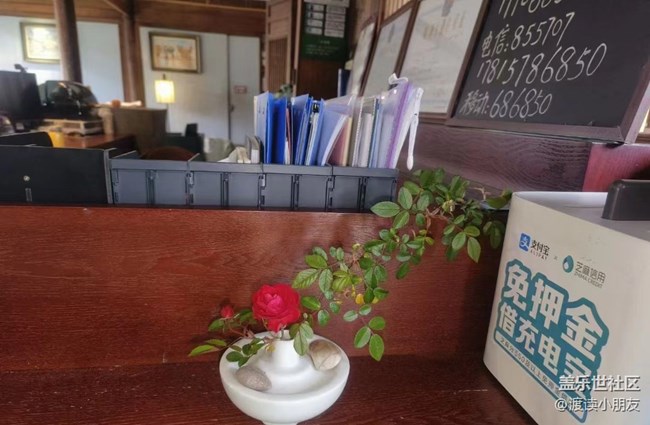 【我拍了拍夏天】小盆花