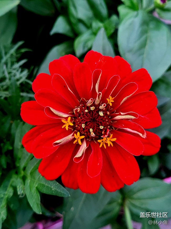 【夏日色彩】五顏六色的花朵