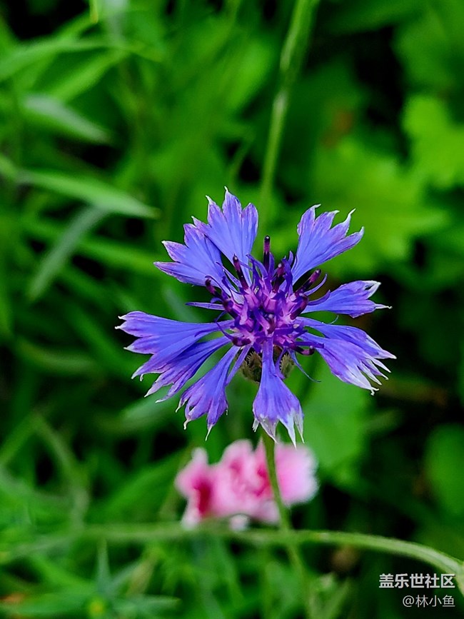 【夏日色彩】五顏六色的花朵