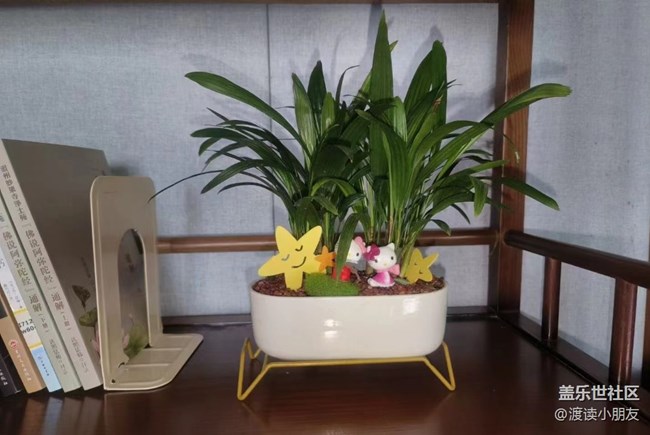 【我拍了拍夏天】小盆花