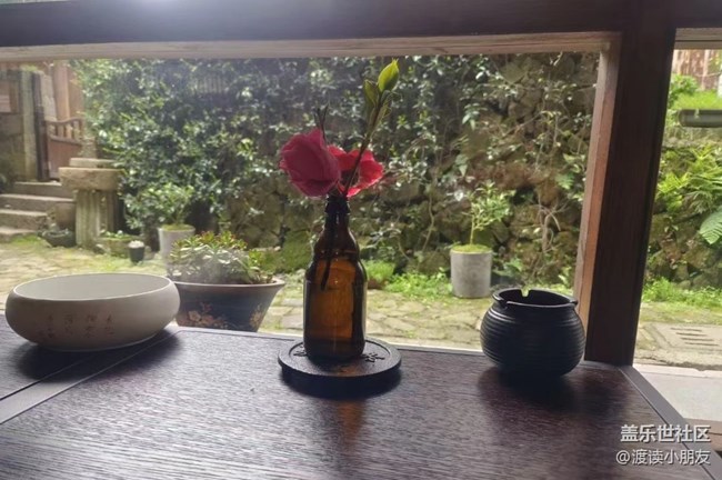 【我拍了拍夏天】小盆花