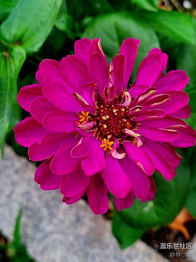 【夏日色彩】五顏六色的花朵