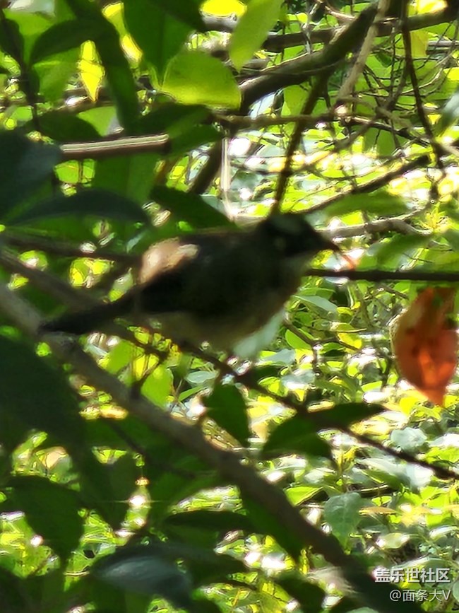 感覺22u照相有點(diǎn)廢了