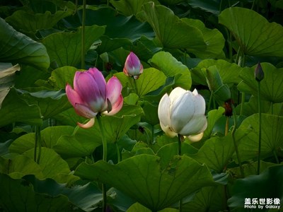【夏日好時光】+觀荷