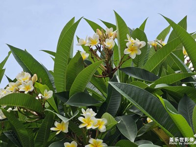 【夏日好時光】小清新的雞蛋花