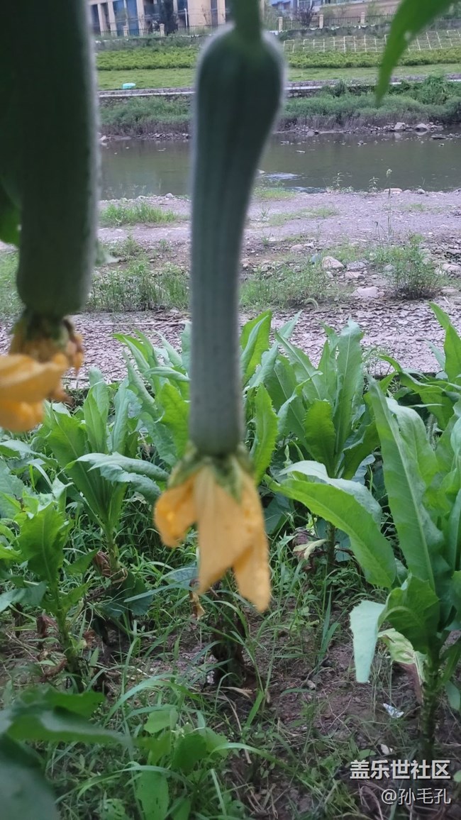 【我拍了拍夏天】瓜未熟