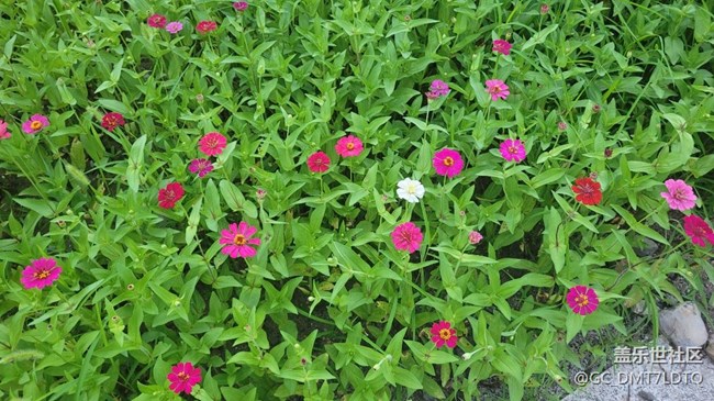 【記憶中的夏天】花開半夏