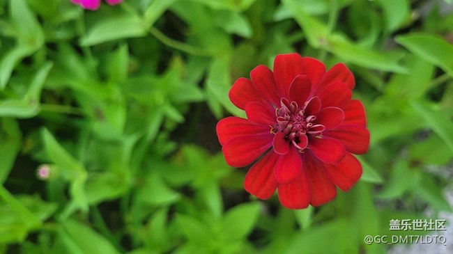 【記憶中的夏天】花開半夏