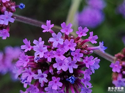 【鏡頭里的夏天】柳葉馬鞭草