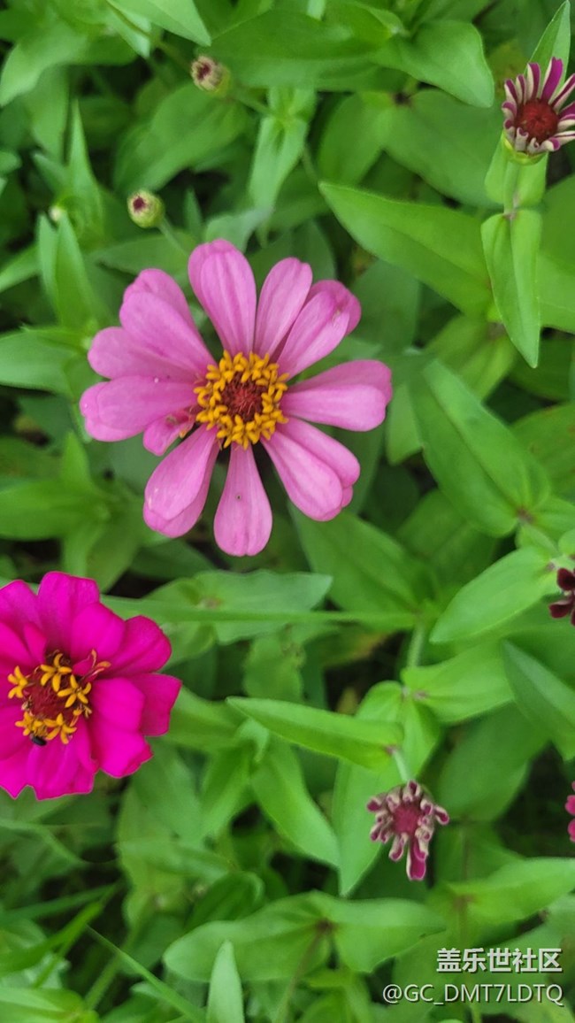 【記憶中的夏天】花開半夏
