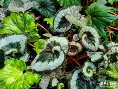 【鏡頭里的夏天】奇妙的熱帶植物