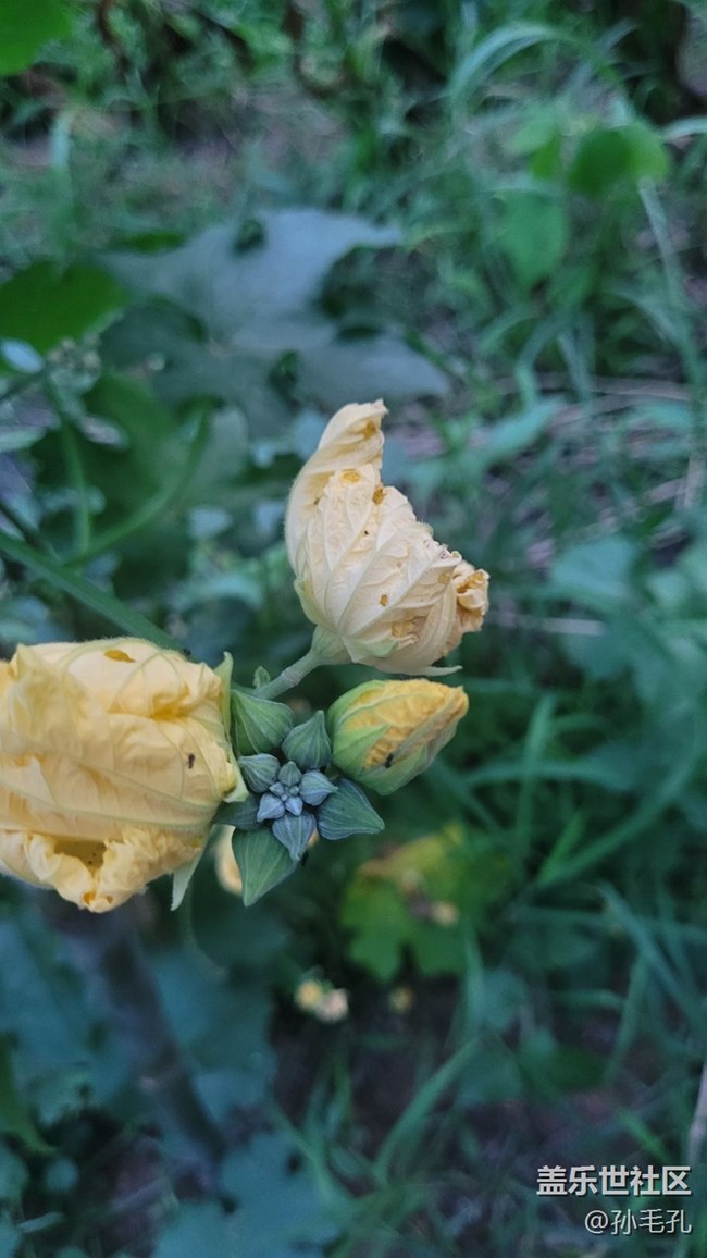 【我拍了拍夏天】瓜未熟