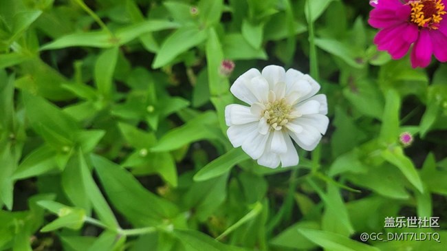 【記憶中的夏天】花開半夏