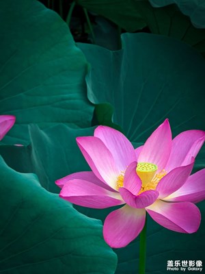 【夏日好時(shí)光】那些花兒