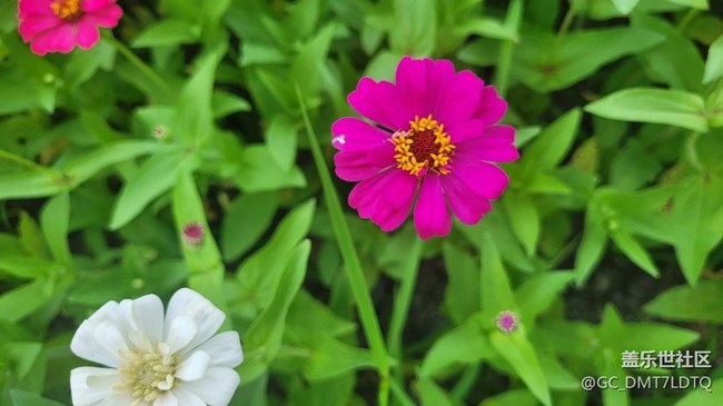 【記憶中的夏天】花開半夏