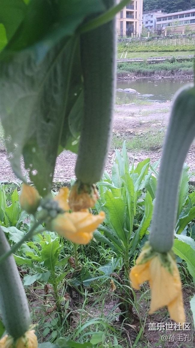 【我拍了拍夏天】瓜未熟