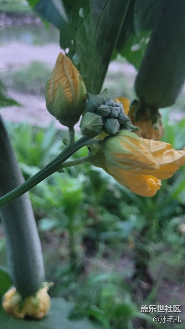 【我拍了拍夏天】瓜未熟