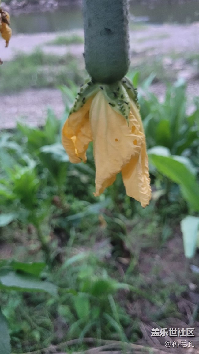 【我拍了拍夏天】瓜未熟