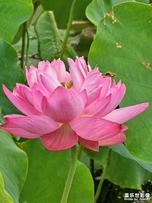 【夏日好時(shí)光】初夏的味道
