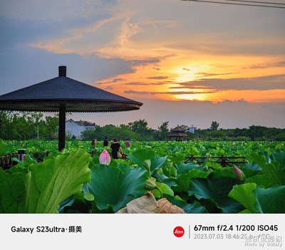 【鏡頭里的夏天】 落霞觀荷