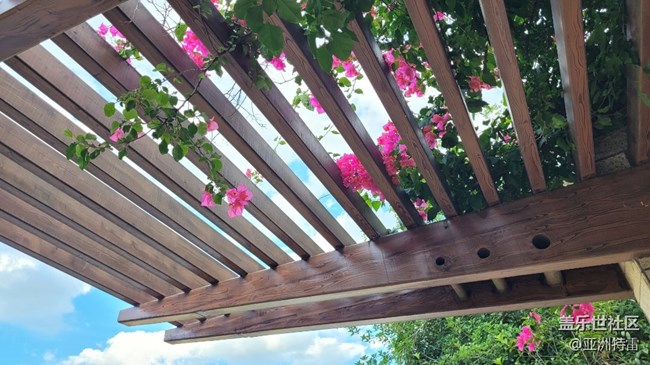 【我拍了拍夏天】葉子花