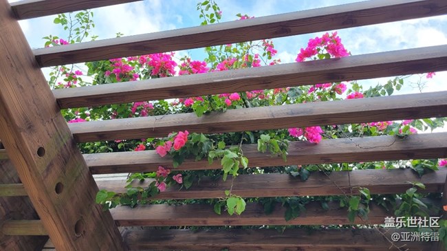 【我拍了拍夏天】葉子花