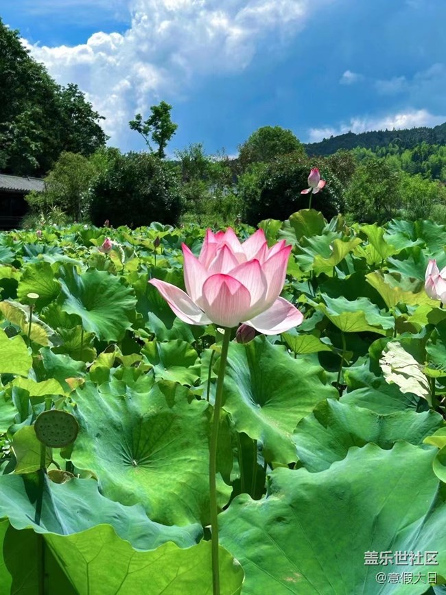 【記憶中的夏天】荷花