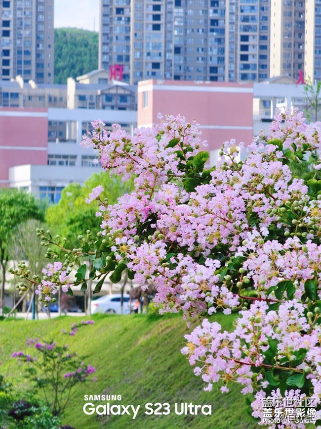 《精品大咖秀》 第五期: 夏天的花