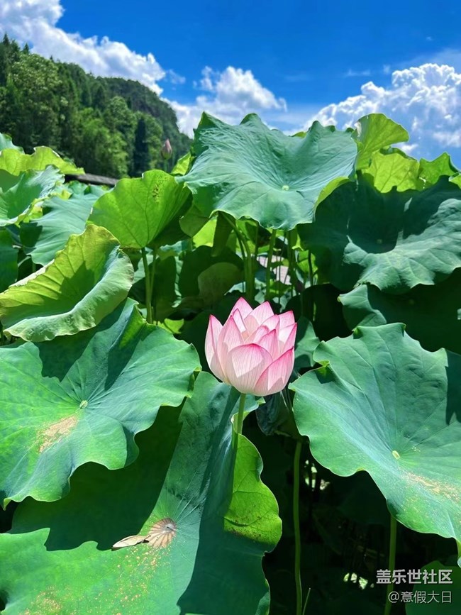 【記憶中的夏天】荷花