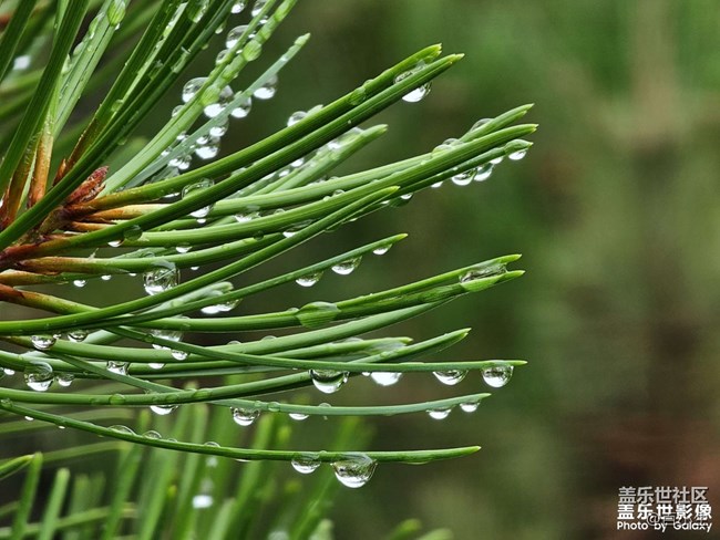 《精品大咖秀》 第五期: 夏天的花