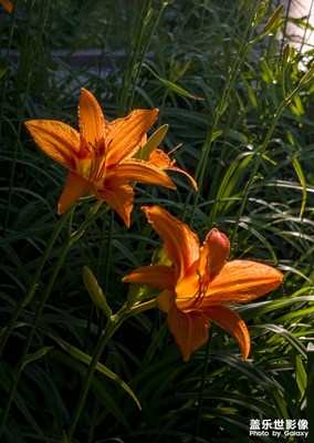 s23U静物花卉和新疆美食