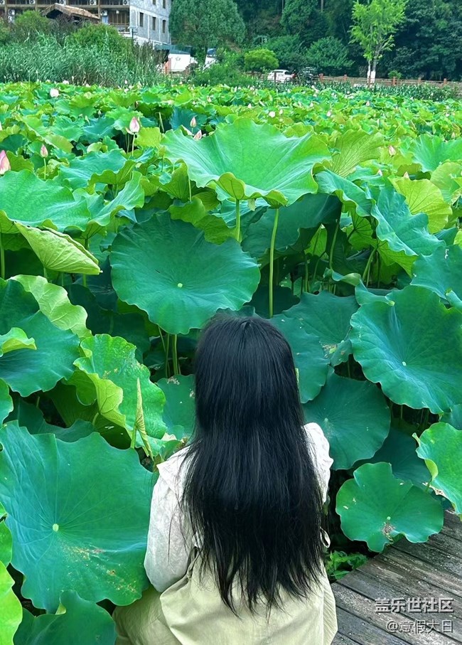 【記憶中的夏天】荷花