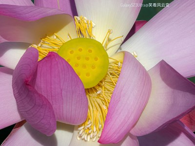 【鏡頭里的夏天】+ 疏荷清影