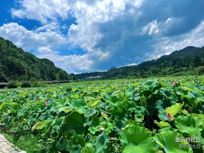 【記憶中的夏天】荷花
