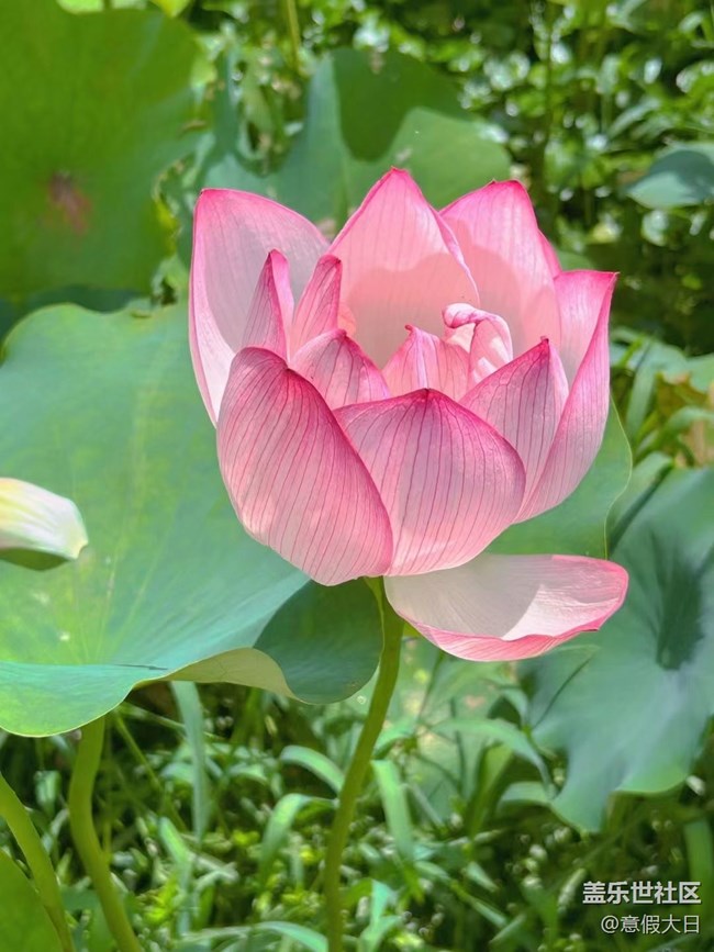 【記憶中的夏天】荷花