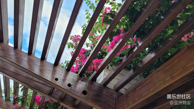 【我拍了拍夏天】葉子花