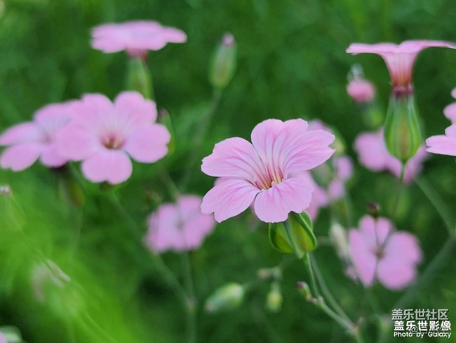 《精品大咖秀》 第五期: 夏天的花