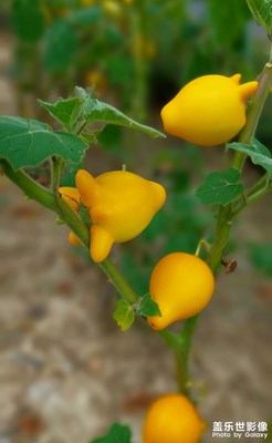 【夏日好時(shí)光】植物園隨拍