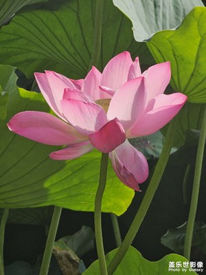 【把快樂塞進相冊里】+夏日荷花
