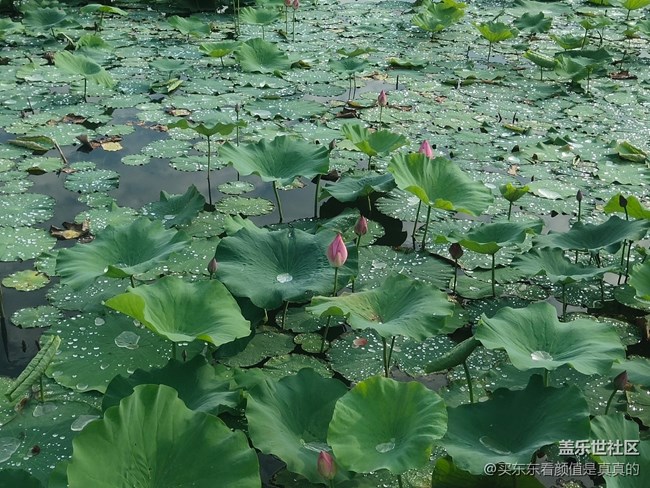 【火熱的夏天】夏天雨后的荷花塘
