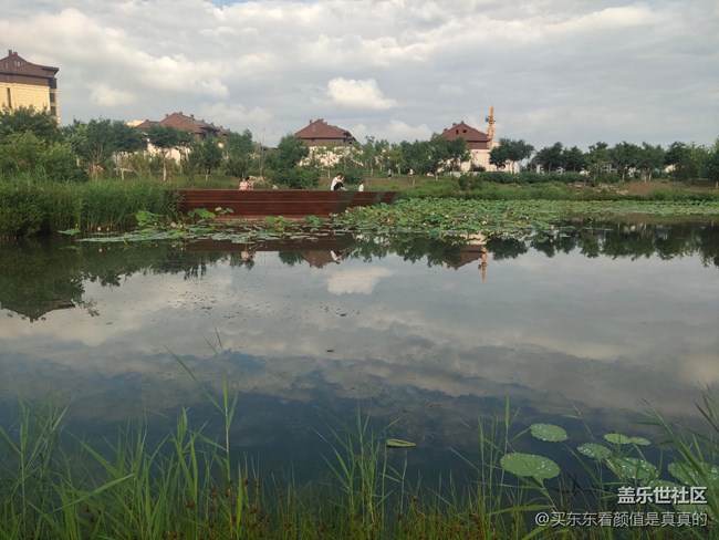 【火熱的夏天】夏天雨后的荷花塘