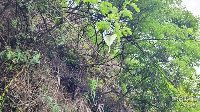 【夏日色彩】彩蝶