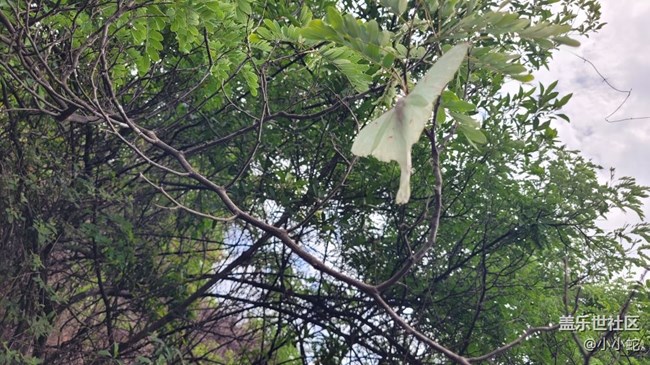 【夏日色彩】彩蝶