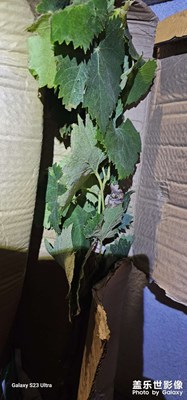 準備種