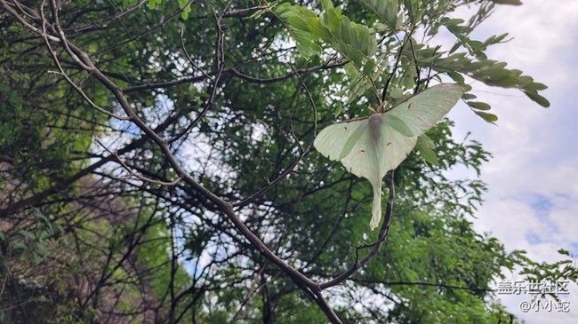 【夏日色彩】彩蝶