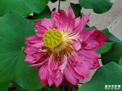 【把快樂塞進(jìn)相冊里】＋獨(dú)自賞花